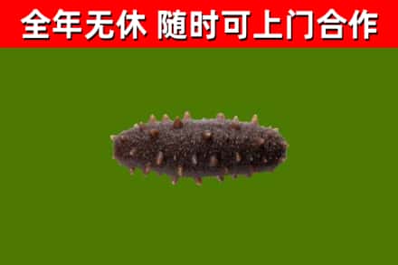 防城区回收海参干